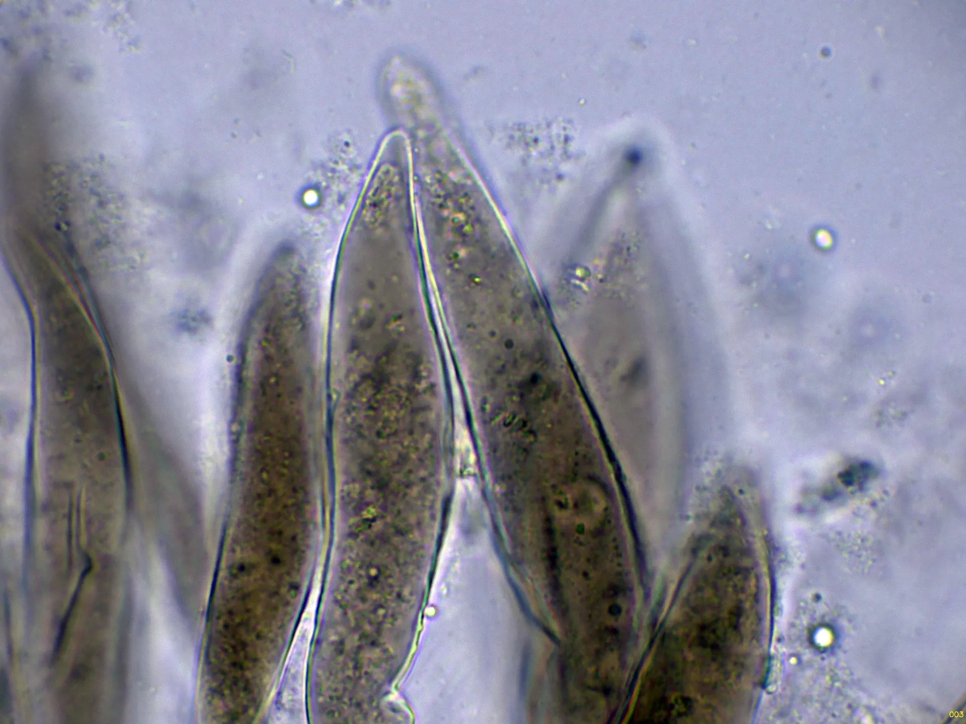 Microscopía de Pluteus ephebeus - 10 - Pileocistidios agua-003